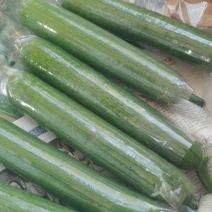 河南丝瓜，油皮丝瓜，规模种植，视频看货，线上保障交易。