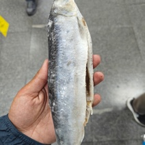 青鱼！优质青鱼