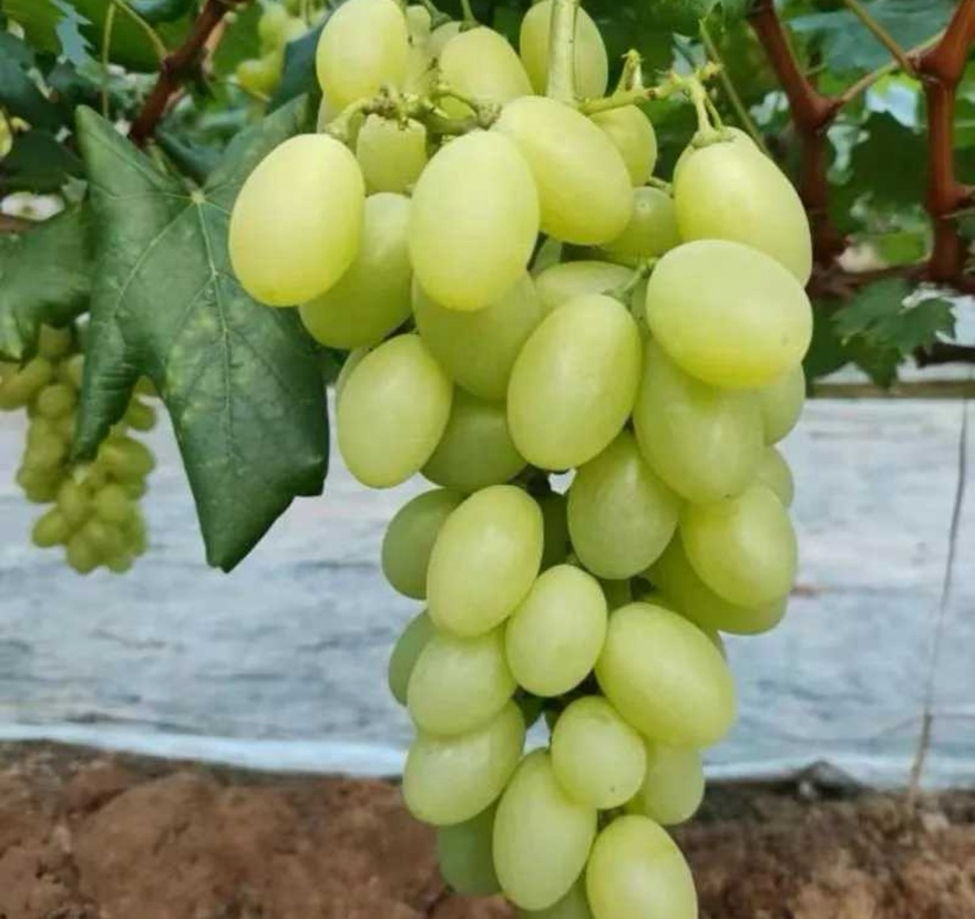 维多利亚葡萄特写