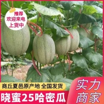 河南夏邑哈密瓜/晓蜜25哈密瓜/现摘现发/保证质量全国发