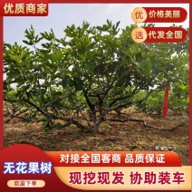 自产自销无花果树规格齐长期供应基地直发对接全国提供技术