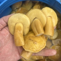 美味牛肝菌白牛肝盐水货大腿菇酒店火锅店直供批发