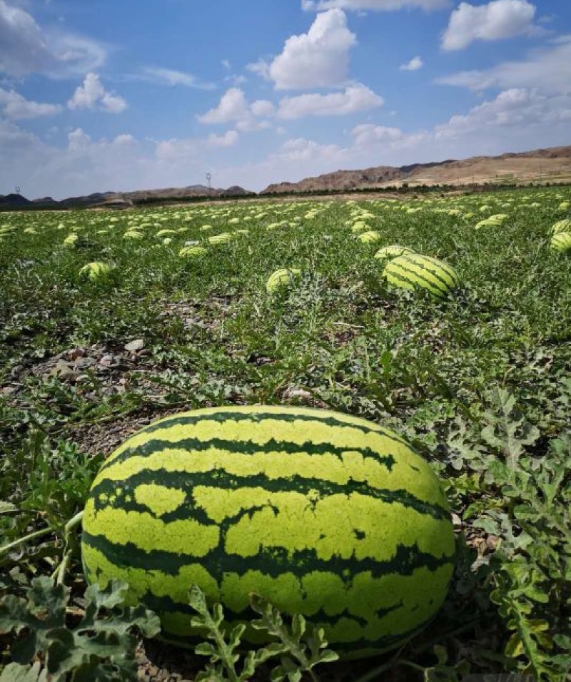 硒砂瓜石头瓜宁夏硒砂瓜产地直发随到随装诚信经营