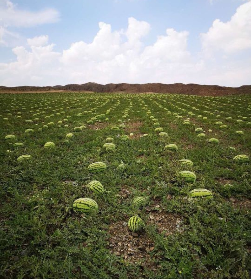 硒砂瓜石头瓜宁夏硒砂瓜产地直发随到随装诚信经营