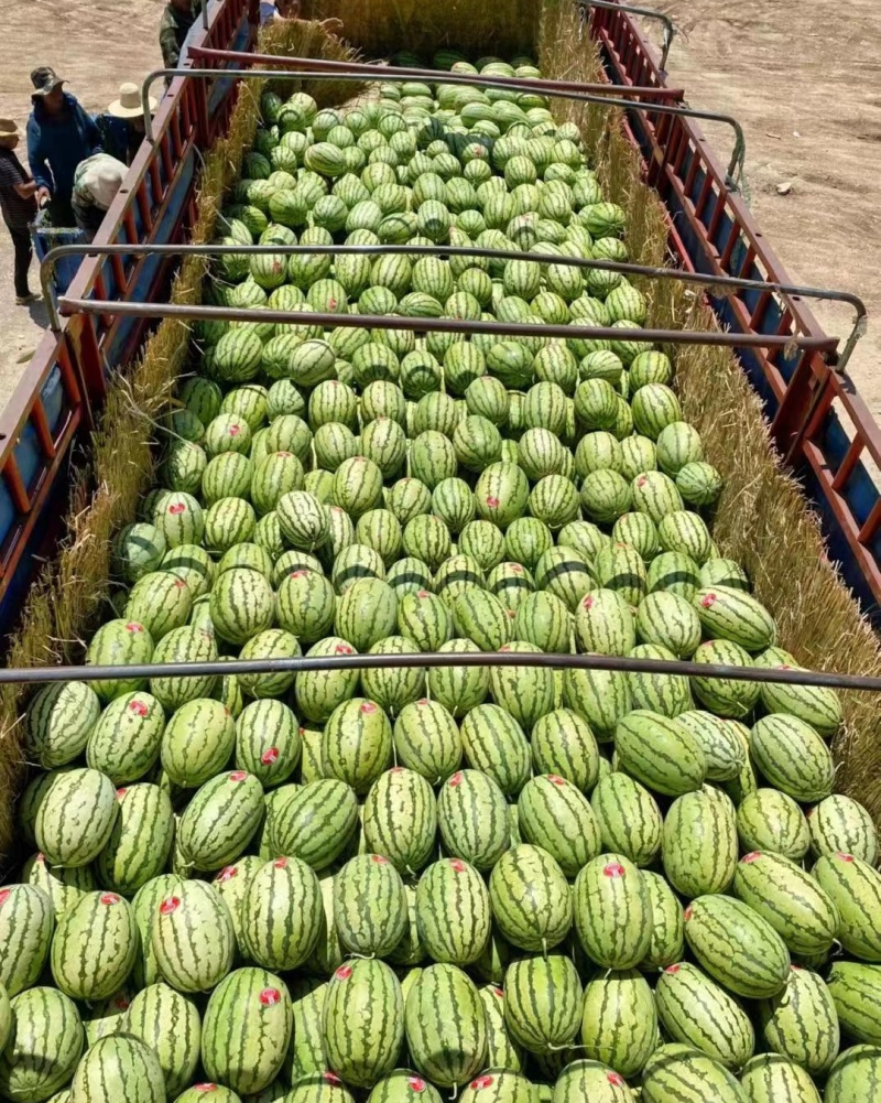 硒砂瓜石头瓜宁夏硒砂瓜产地直发随到随装诚信经营