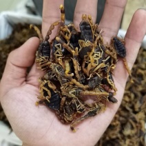 蝎子，野生蝎子，全干好货，全虫，中药材全虫