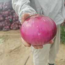 河北洋葱精品紫皮洋葱基地直发一手货源可视频看货
