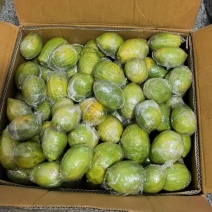 广东香水柠檬次果青黄果工厂果切片果榨汁果