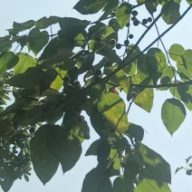 干构树果，叶，皮