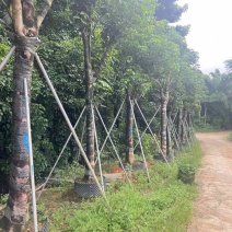 秋枫骨架10-25分，各种规格，大量低价出售