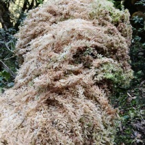 野生水苔