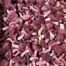 红香菌（本地特产野生红香菌。营养丰富是**补品）