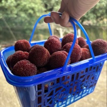 杨梅