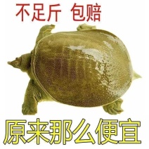 山泉水养殖，5年老鳖，
