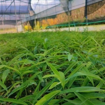 两年黄精苗，新鲜先挖，量大从优，欢迎来电。