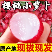 樱桃萝卜新鲜水萝卜青菜圆红萝卜农家蔬菜现摘水果即食农产品包邮