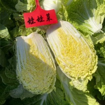 皇后娃娃菜种子早熟杂交黄心娃娃菜种子