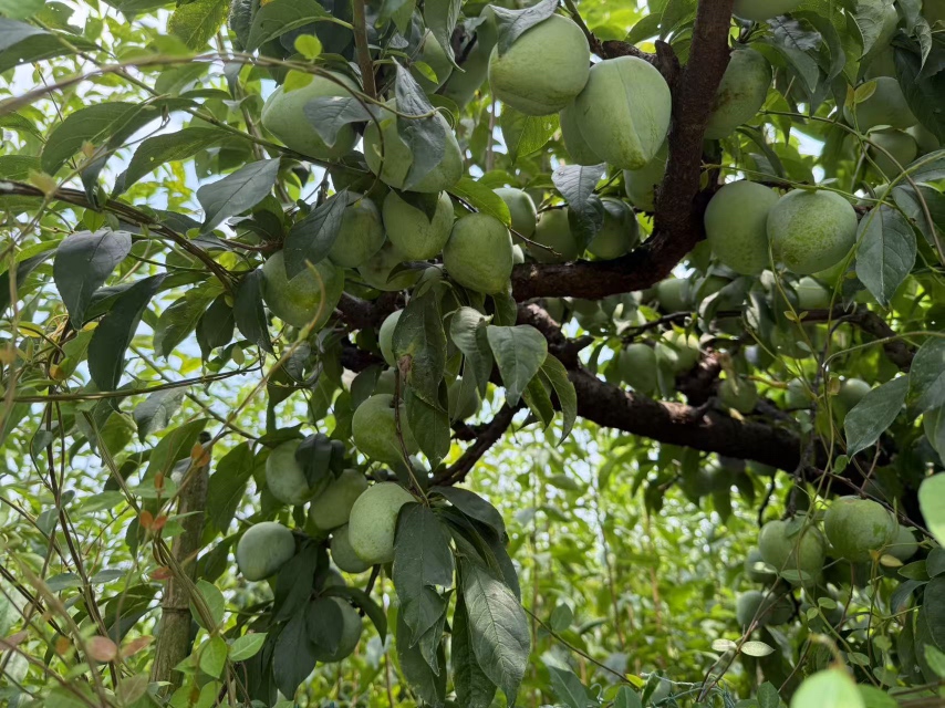 桃形李树在阳光下生长的场景
