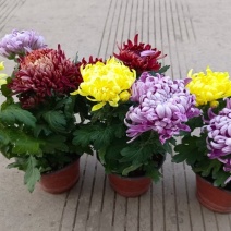 菊花盆栽鲜花直发黄菊花白菊花盆栽耐寒耐热