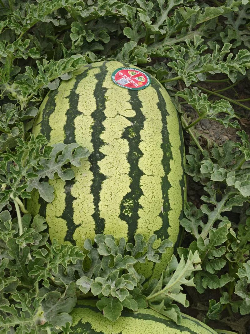 宁夏石头瓜西瓜产地直发个大皮薄瓤红糖度高