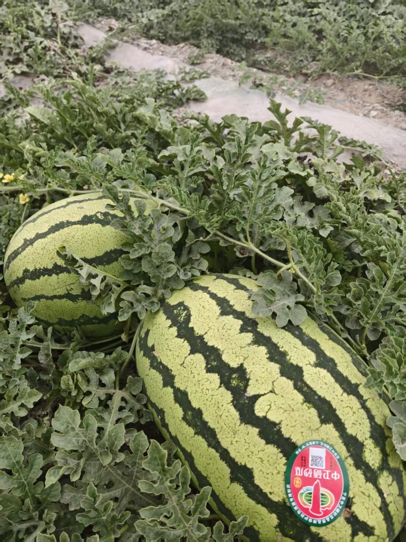 宁夏石头瓜西瓜产地直发个大皮薄瓤红糖度高