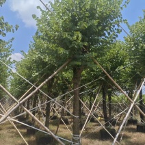 宫粉紫荆绿化苗宫粉紫荆自家基地直供量大优惠