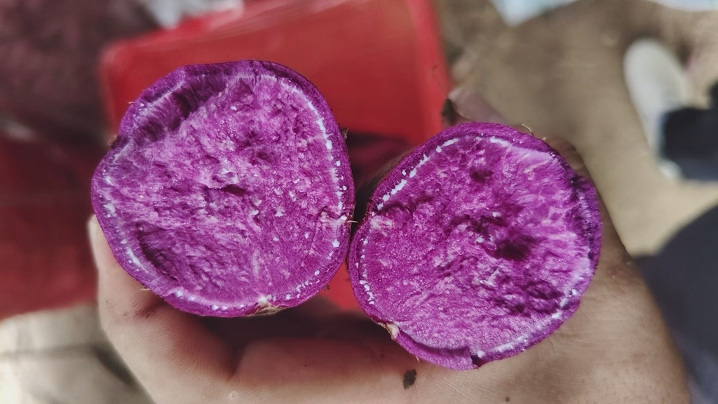 展示龙紫8号紫薯在食品加工中的多种应用:左侧为新鲜紫薯切片,中间为紫薯泥搅拌过程,右侧为成品紫薯馒头、紫薯糕点和紫薯面条,背景为现代化食品加工车间 龙紫8号紫薯加工应用场景