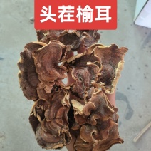 榆耳2025新货头茬榆耳