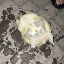 甲鱼
