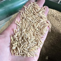 广东本地早稻新鲜烘干浓香型香雪出米率高可达65