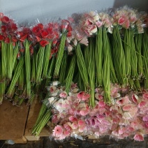 非洲菊源头基地直发一件包邮