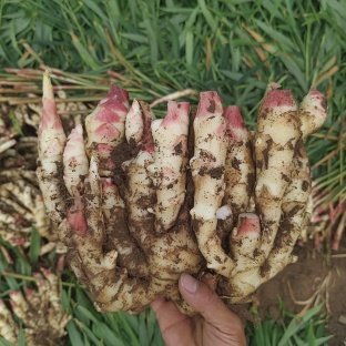 山东鲜姜,红芽姜大量上市,现货直发,一手货源