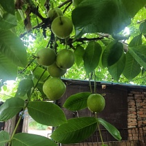 麻核桃
