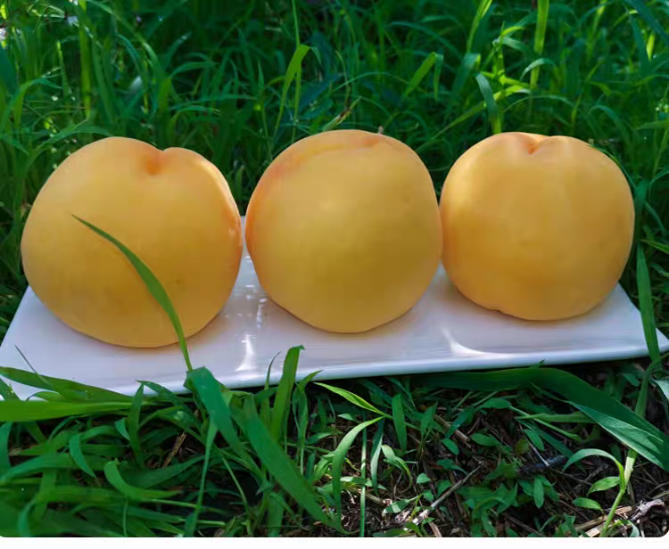 一家三口在公园草地上野餐,母亲从塑料盒中取出切好的黄桃块分给坐在野餐垫上的孩子,父亲手持手机拍照,阳光透过树叶洒下斑驳光影,周围摆放着水壶和背包,氛围温馨自然 一家人野餐享用黄桃的场景