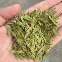 头春头采龙井，