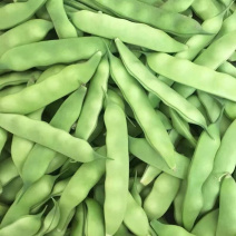 吉林油豆角大量上市量大从优保质保量可视频看货