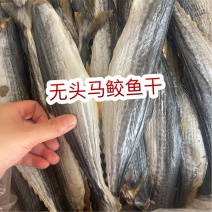 无头马鲛鱼干地摊电商批发马胶鱼干干鱼海产品干货批发