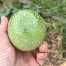 钦蜜九号黄金百香果