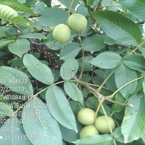 大凉山核桃