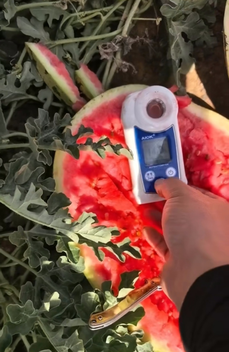 宁夏银川永宁县西瓜 0.40元/公斤宁夏石头西瓜