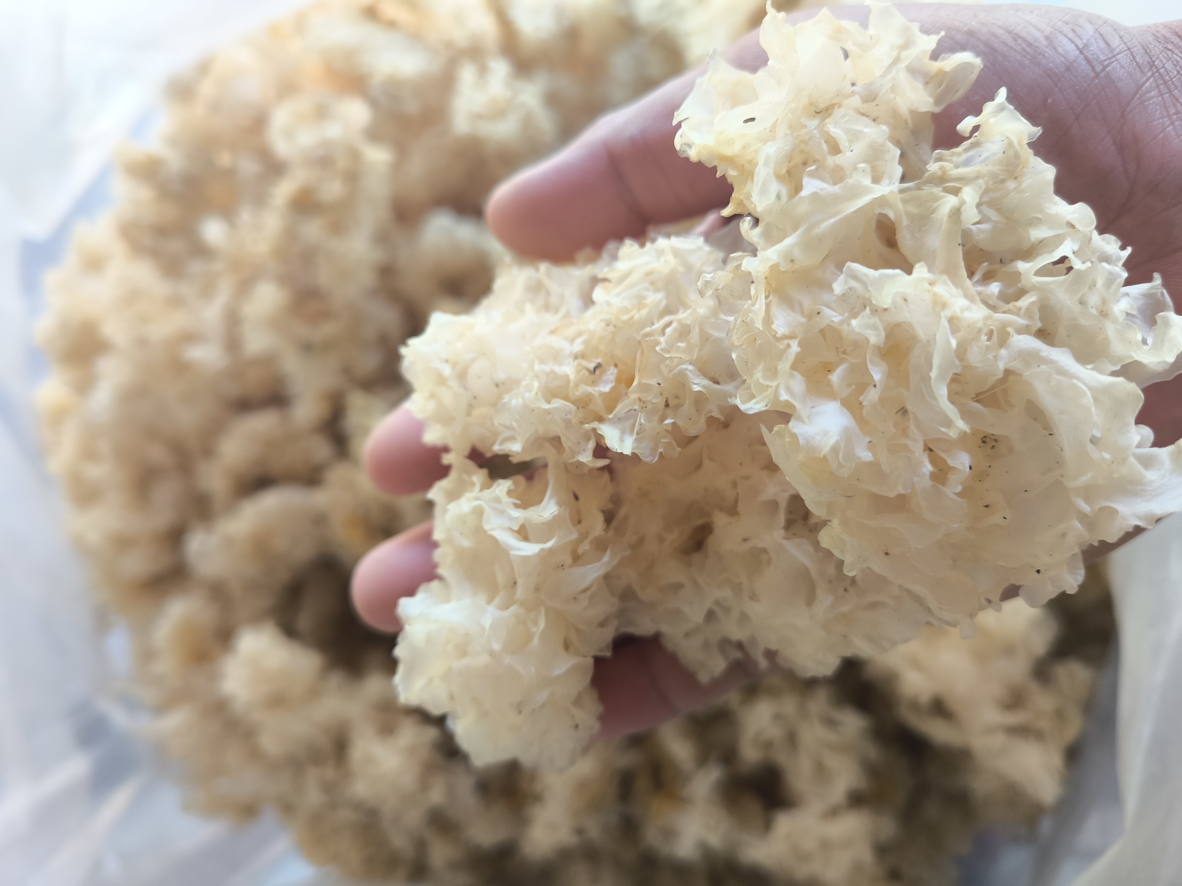 银耳与莲子原材料特写