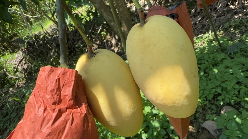 一个成熟的鹰嘴芒果放置在绿色植物背景中,果皮呈亮黄色,尾部明显突出形似鹰嘴,表面光滑有光泽,旁边切开一半展示其橙黄色的果肉和极薄的果核 鹰嘴芒果特写