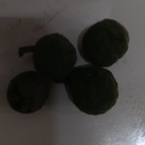 构树果