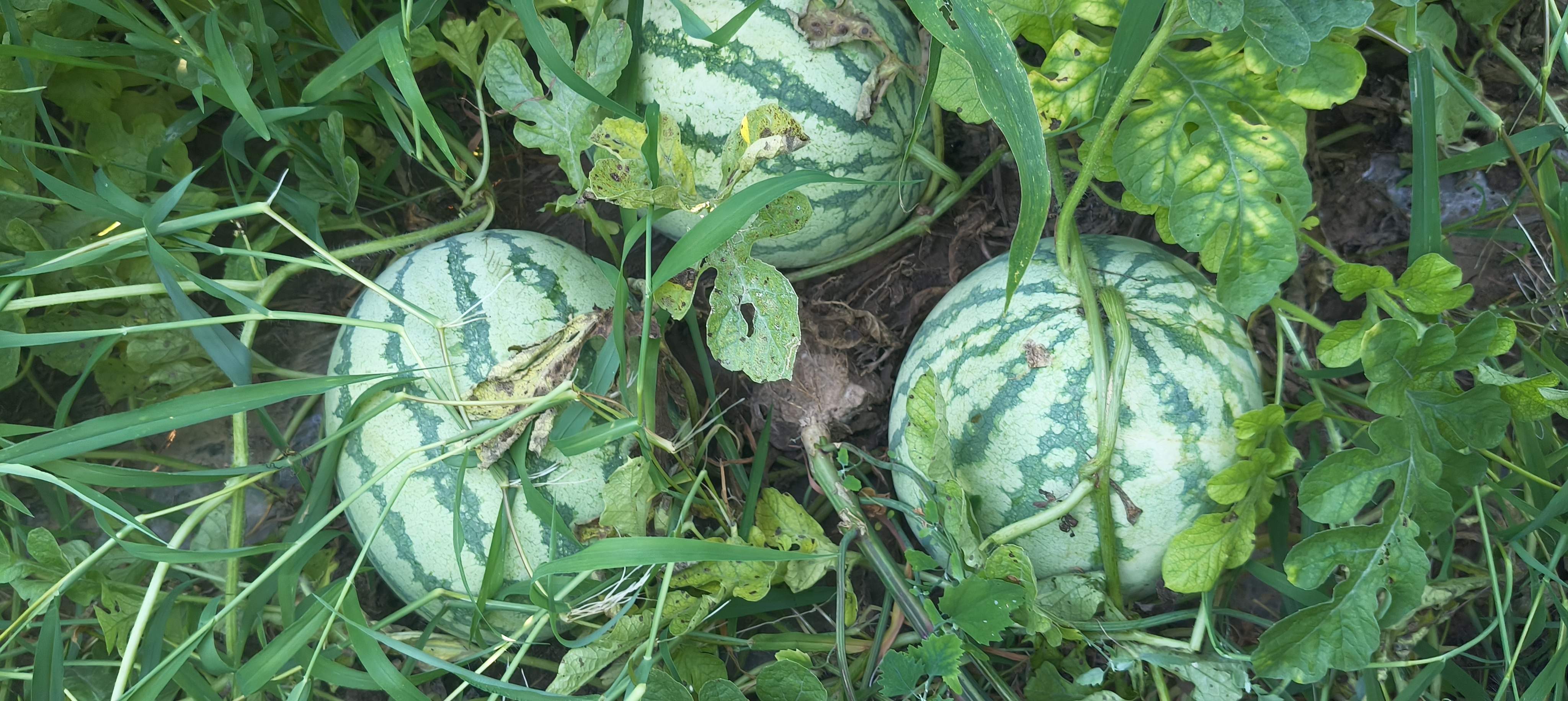 家庭享用甜王西瓜的温馨场景