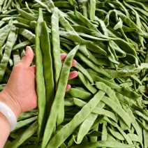 扁豆湖北青扁豆产地一手货源保质保量可视频看货