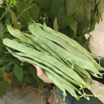 青扁豆湖北扁豆产地一手货源可视频看货保质保量