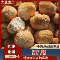 猴头菇猴头蘑刺猬菇产地直销一手货源
