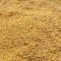 山东本地碎黄豆可用于牲畜养殖上地施肥