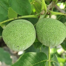太行山原生态青皮核桃