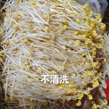 【24小时新鲜】黄豆芽源头基地水嫩脆爽坏必赔